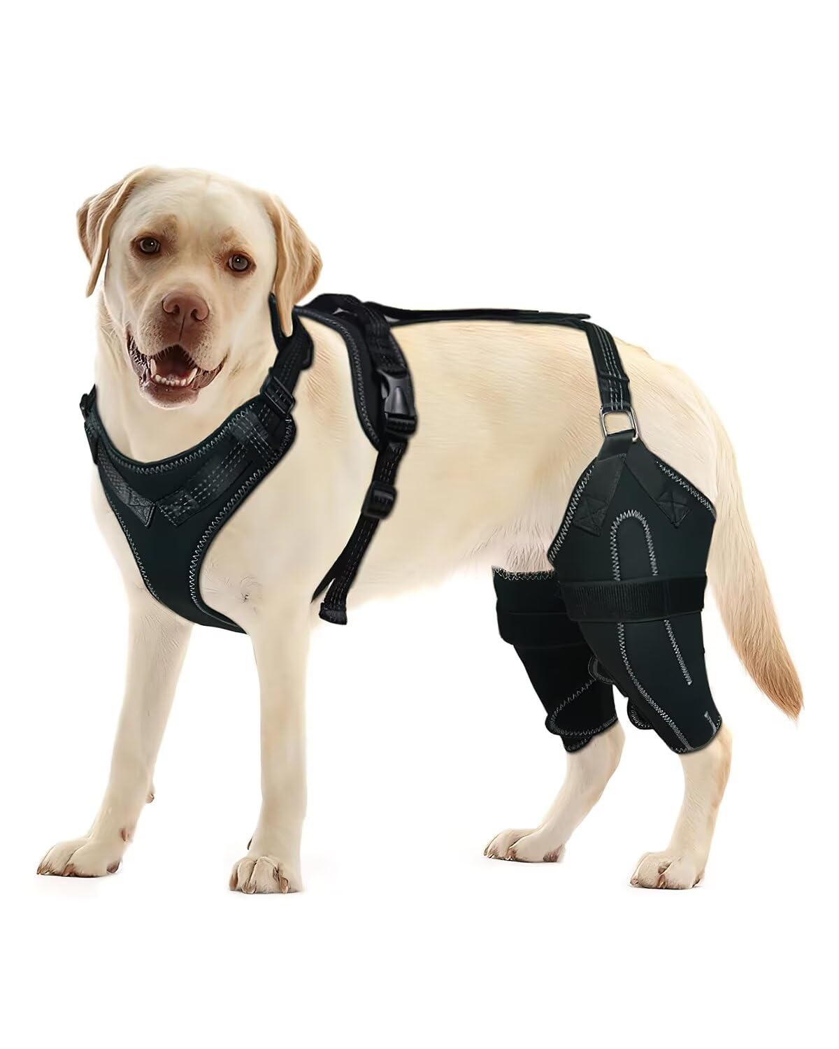 LisPOO dog knee brace side view demonstrates adjustable support for hind-leg stability during activity.