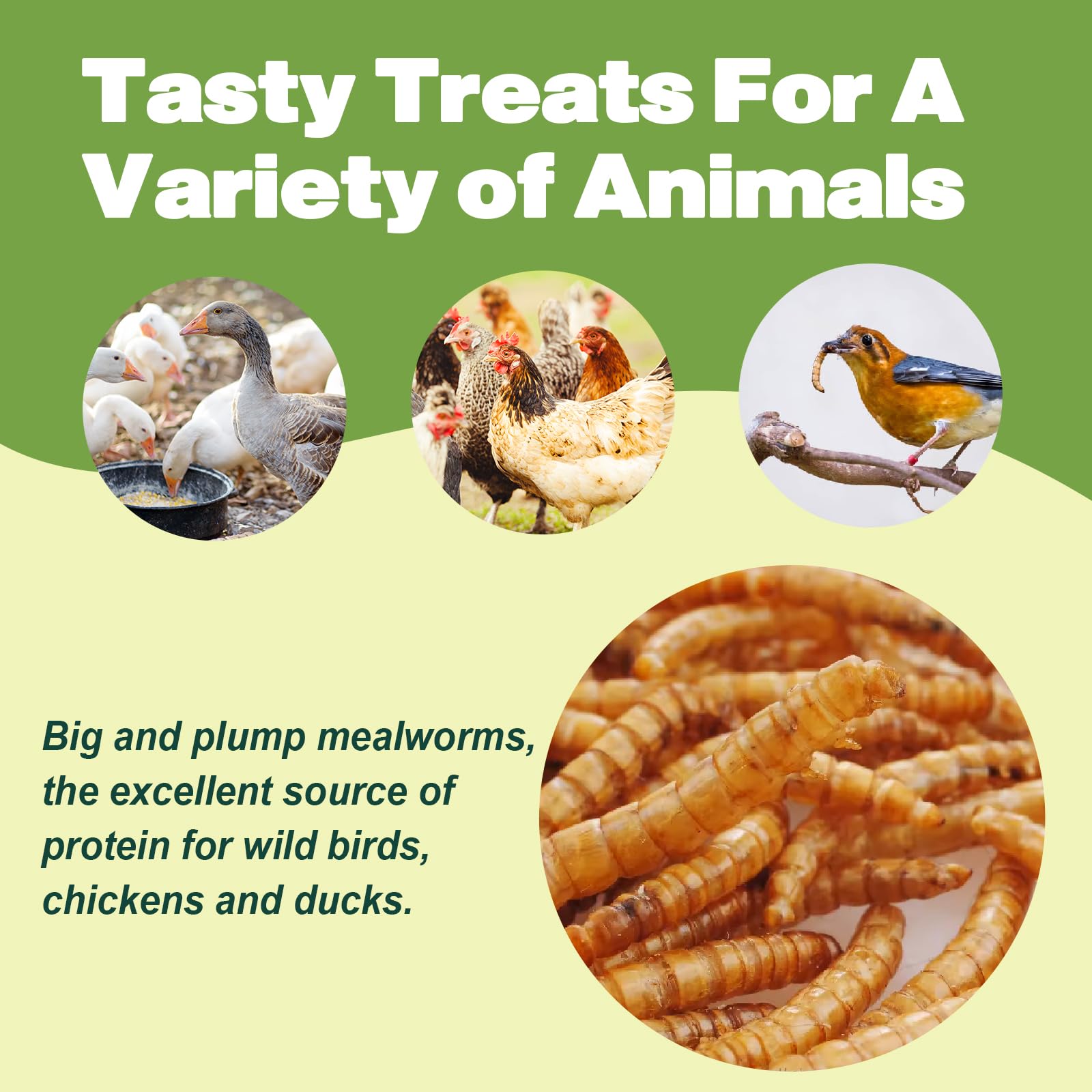LIWII dried mealworms wild birds snack illustrates natural protein rich treat