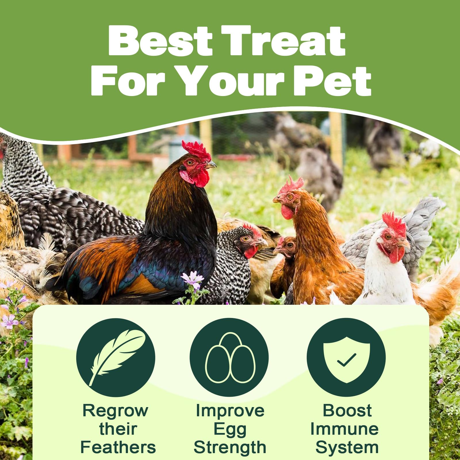 LIWII non-GMO natural chicken feed larvae provides wholesome nutrition for poultry.