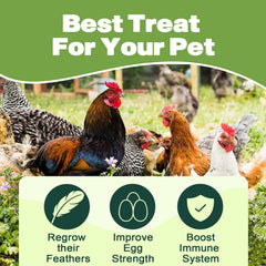 LIWII non-GMO natural chicken feed larvae provides wholesome nutrition for poultry.
