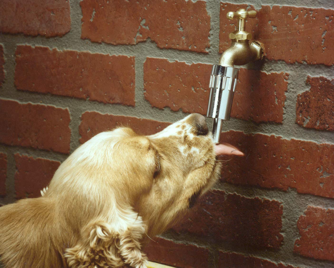 Lixit L100 outdoor-pet water fountain in action