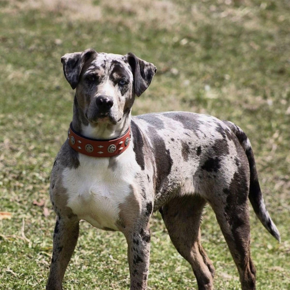 LOIIHEII heavy-duty brown collar demonstrates rugged construction for large breeds.