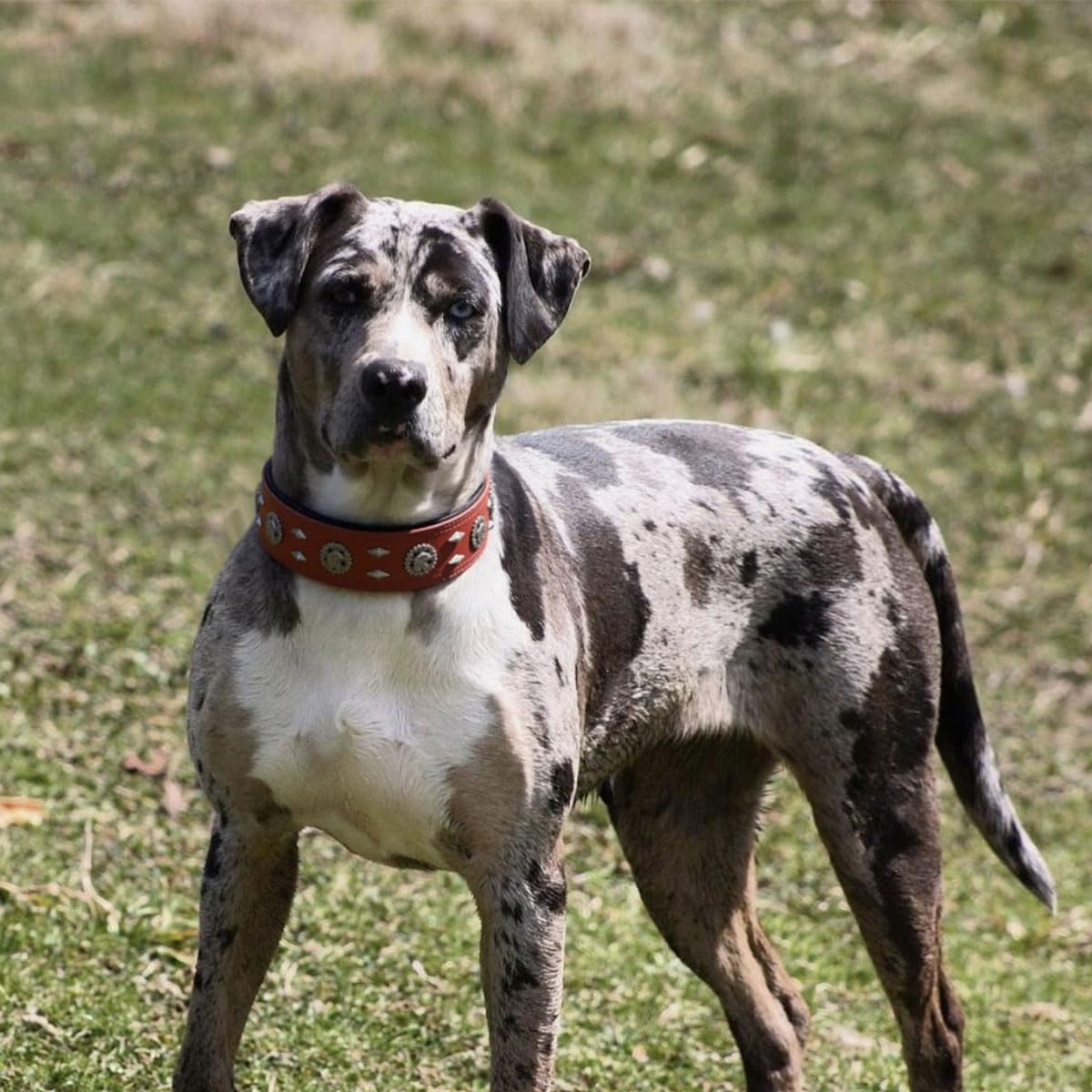 LOIIHEII premium leather dog collar 1.6-inch width for secure leash control.
