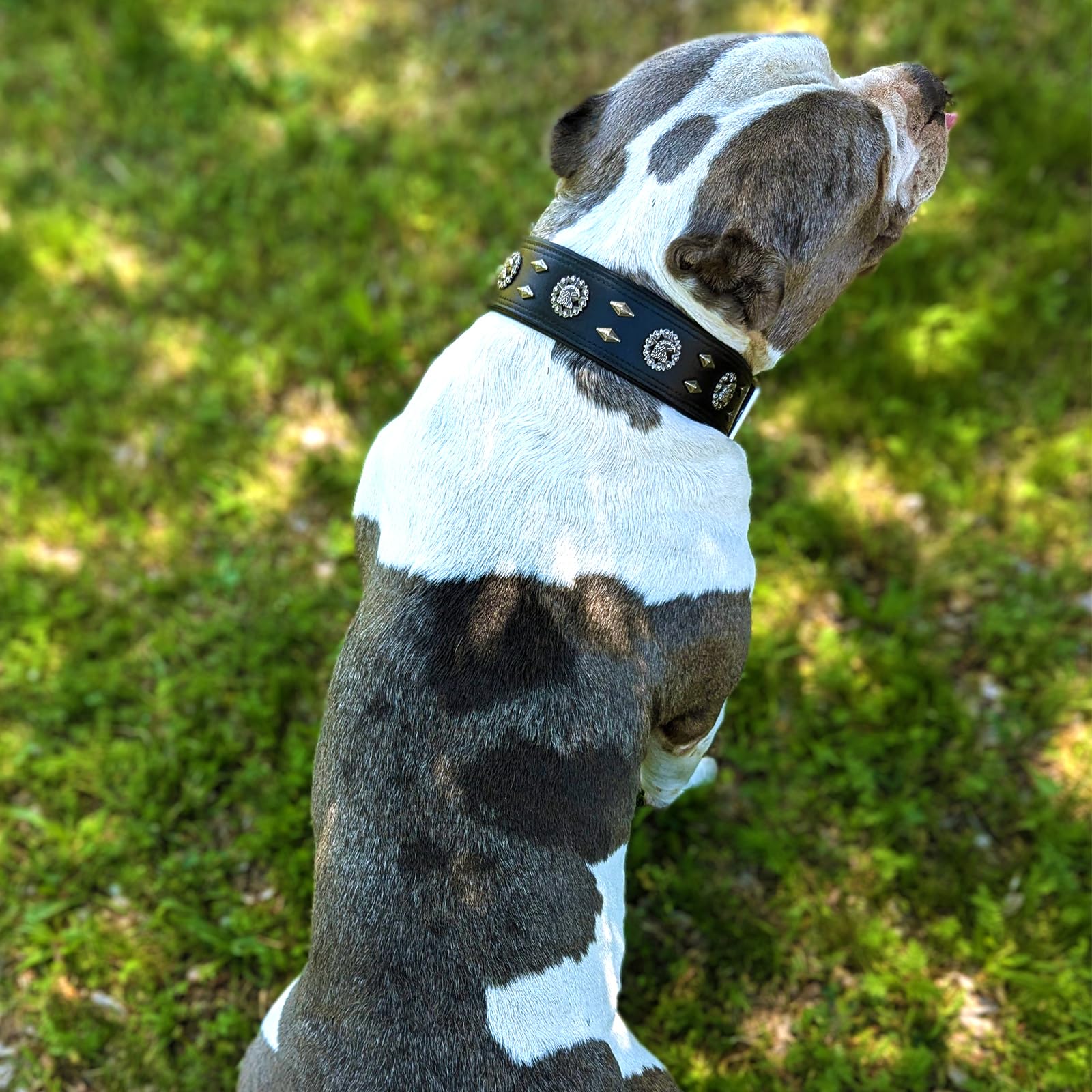 LOIIHEII leather collar side adjustment for secure fit.