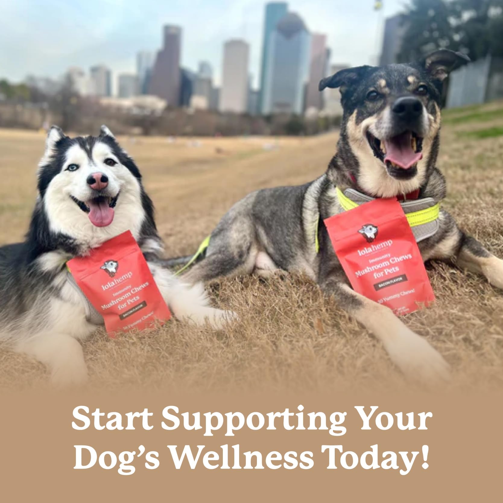 Lolahemp daily-use close-up shows easy-to-offer chews with tasty flavor.