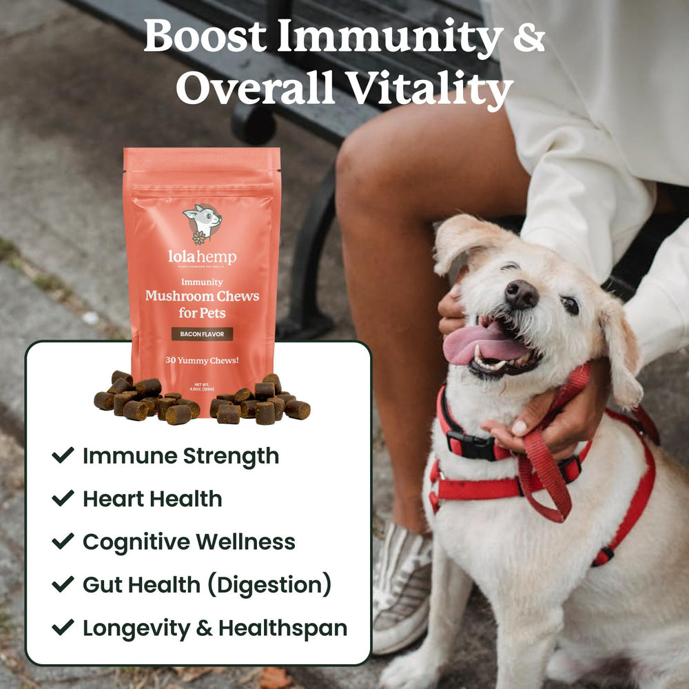 Lolahemp dog-mushroom-blend-closeup emphasizes organic mushrooms for immune system support.
