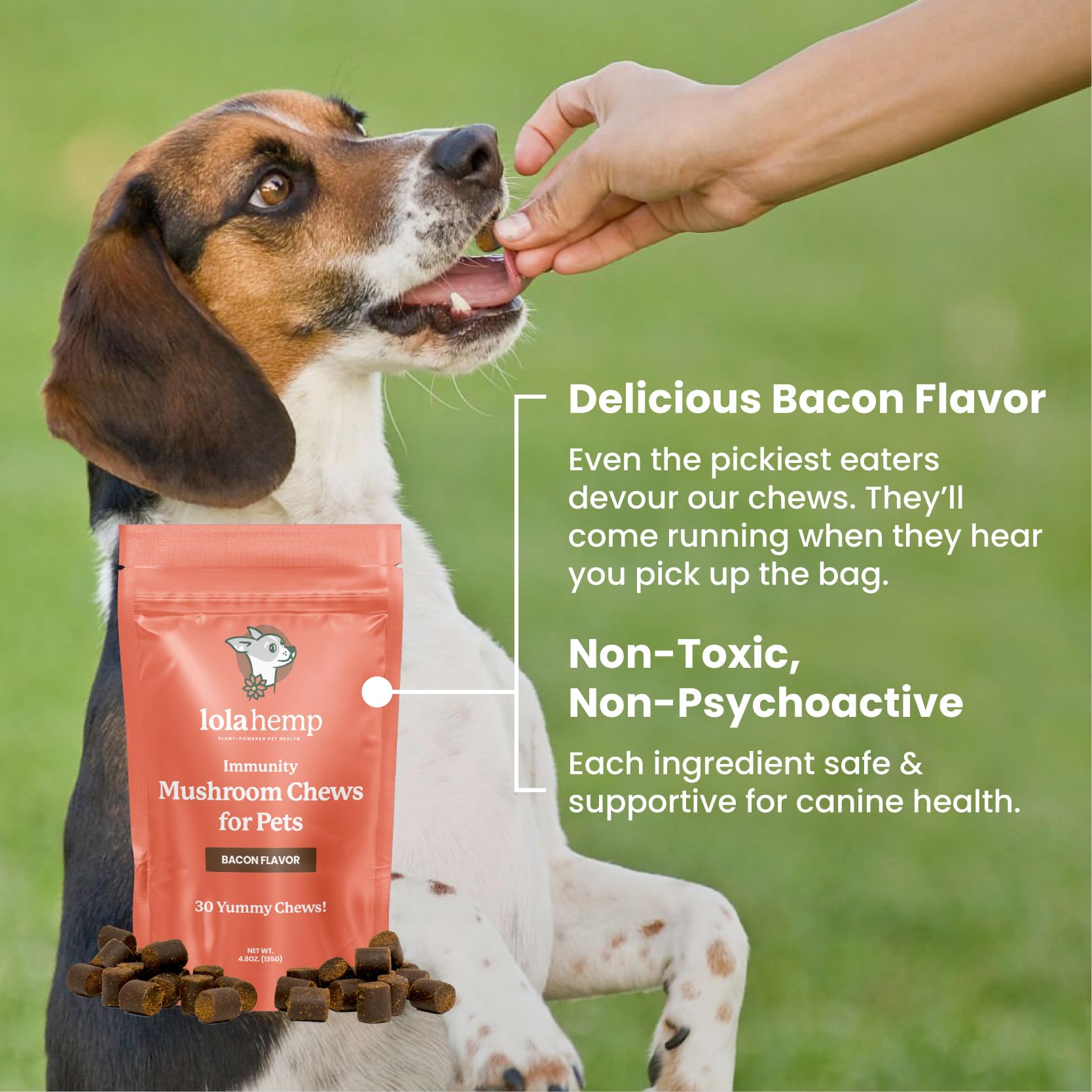 Lolahemp dog-skin-coat-health shot shows shinier coat from daily supplement.