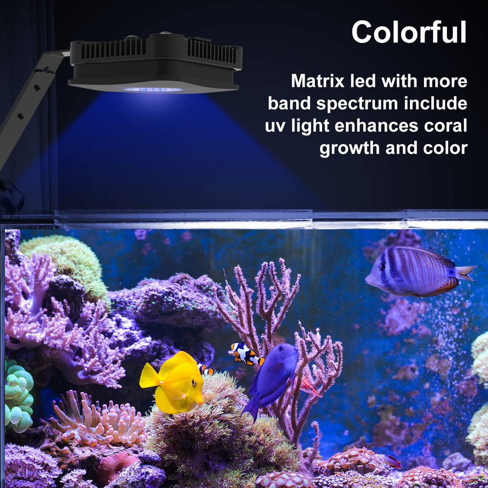 Lominie LED light compatible with rimmed and rimless tanks for flexibility.
