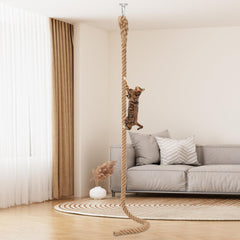 Lonepetu cat climbing rope 2in diameter mounted to ceiling for climbing and scratching.