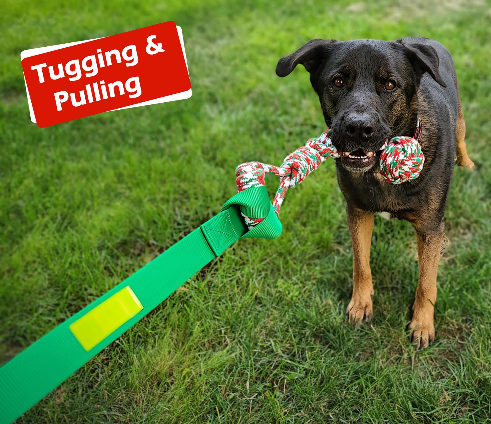 LOOBANI solo play setup keeps dogs occupied while you supervise.