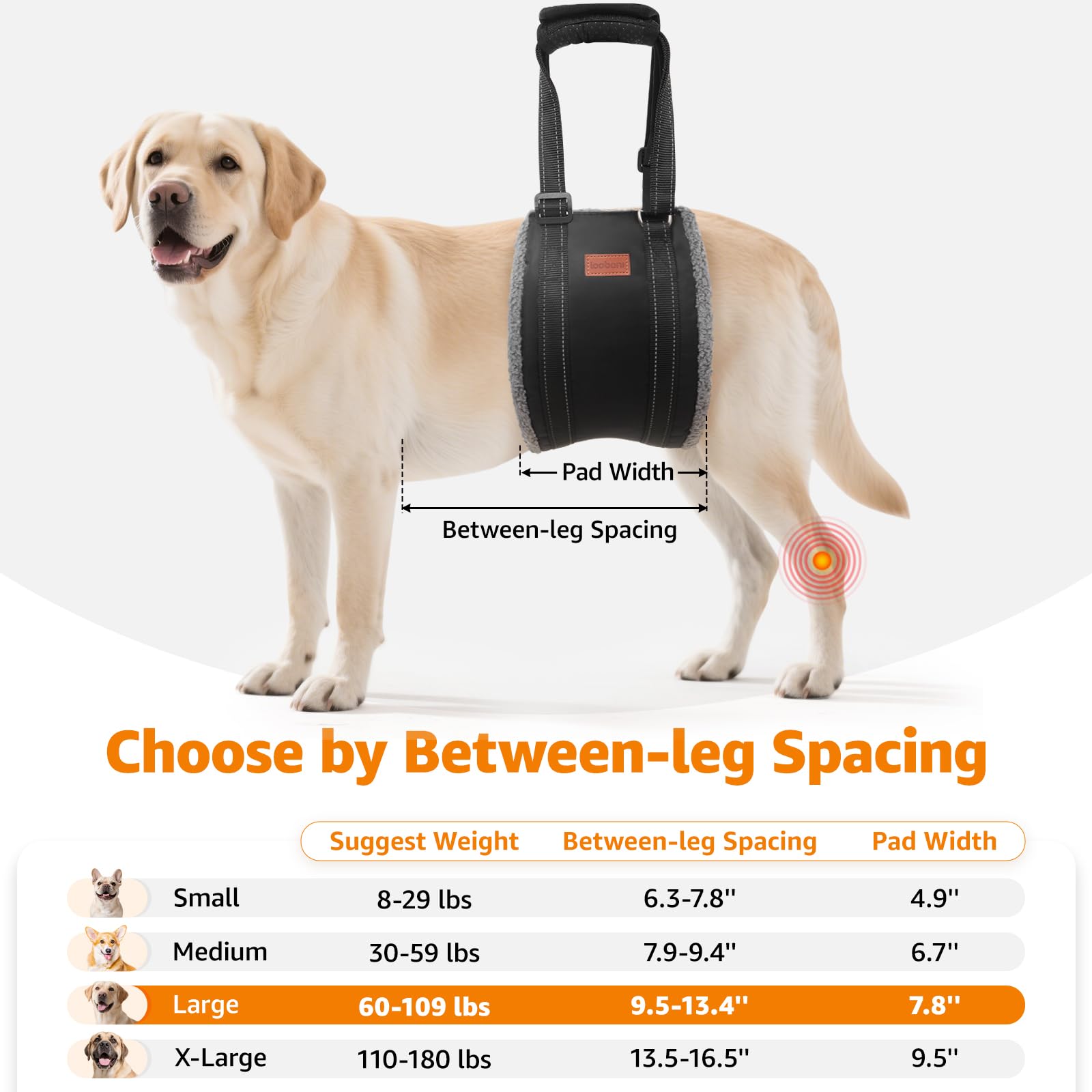LOOBANI hip-support harness helps dogs with standing and stairs.