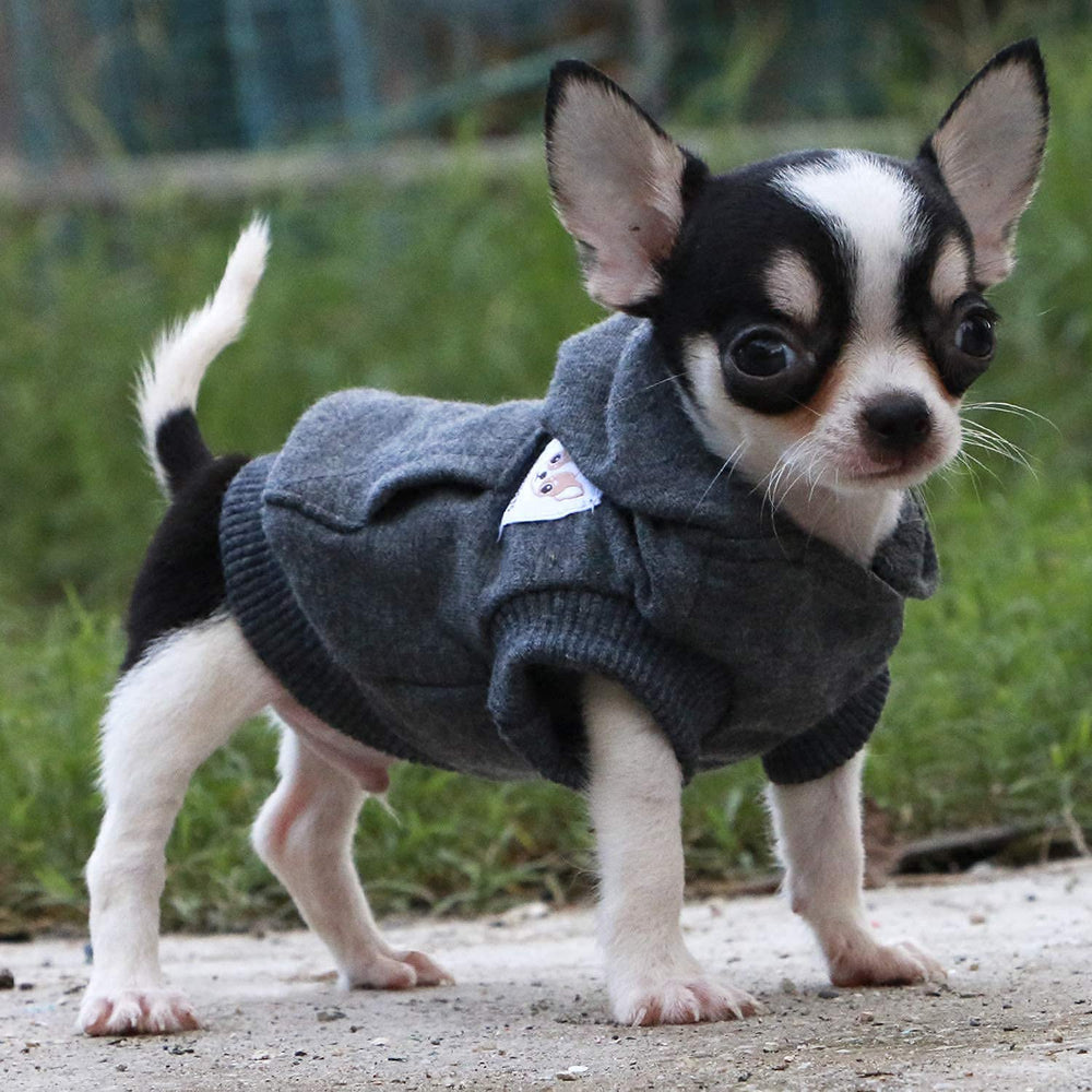 LOPHIPETS size chart image clarifies tailored small-dog fit for Chihuahua and Yorkie.