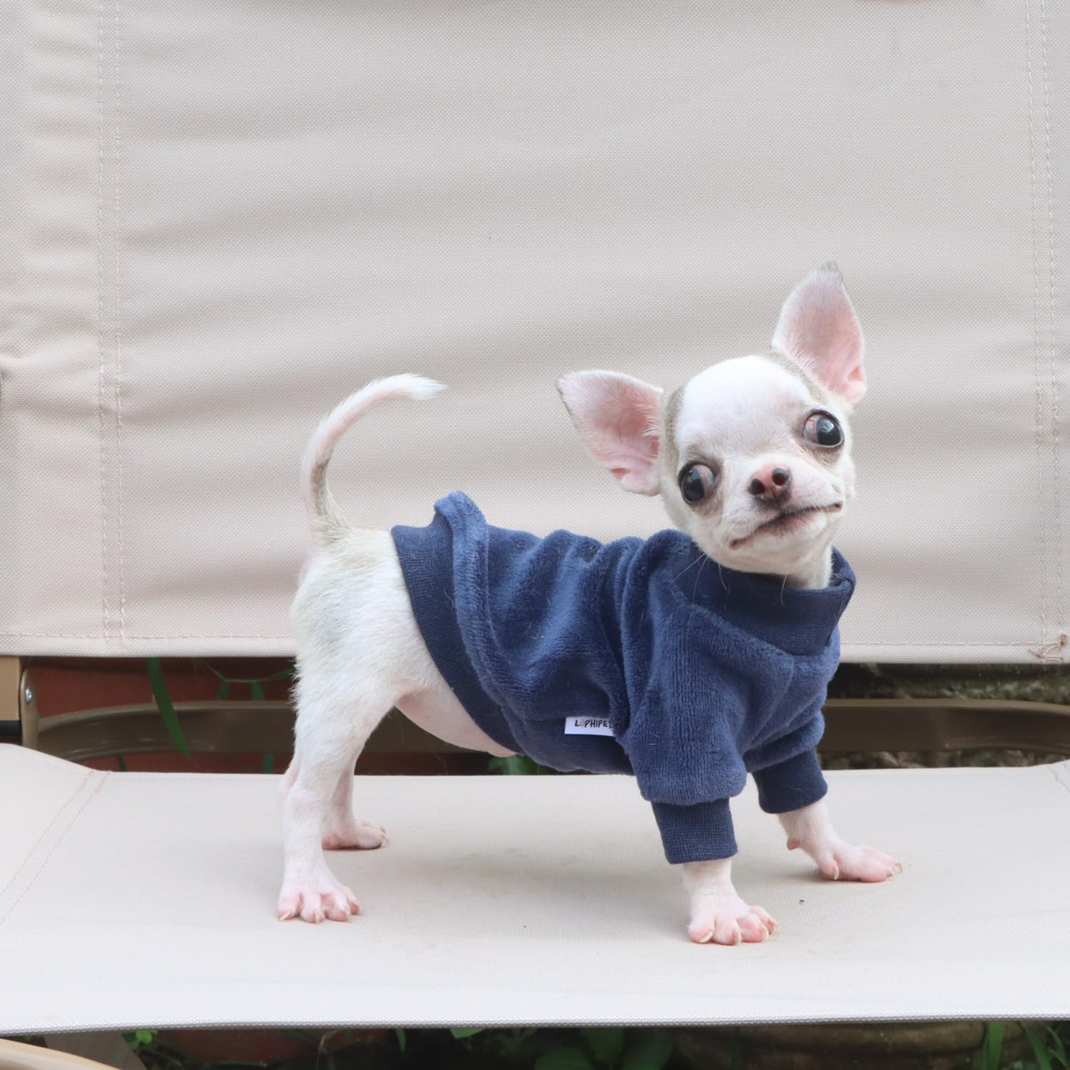 LOPHIPETS worn-on-puppy demonstrates real-life warmth without bulk for daily outings