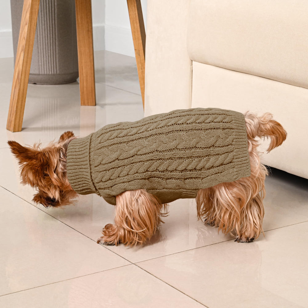 Lorehelina holiday-ready sweater on small dog suitable for photos.