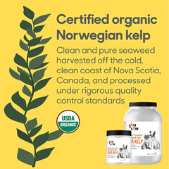 Lots of Love Sea Kelp Powder tub on counter showing packaging.