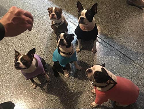 Lovelonglong Bulldog Clothes size range from B S to B XL demonstrates sizing