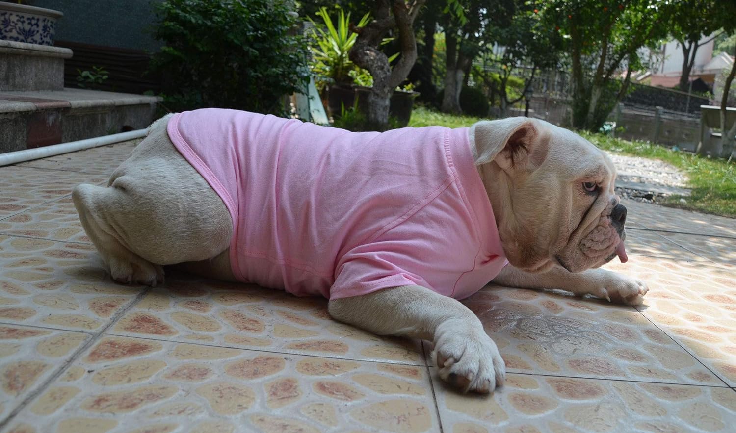 Lovelonglong Bulldog Clothes T-Shirt on a bulldog demonstrates everyday comfort