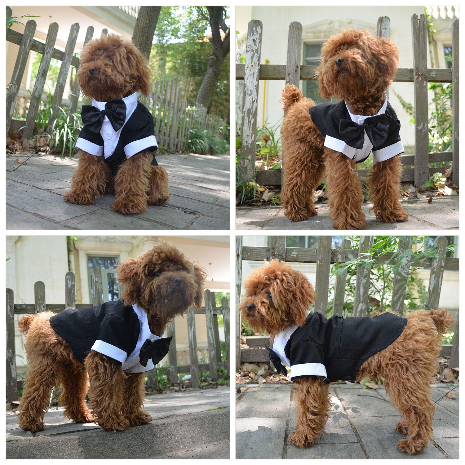 Lovelonglong Bulldog Tuxedo shows humanized button design for secure closure