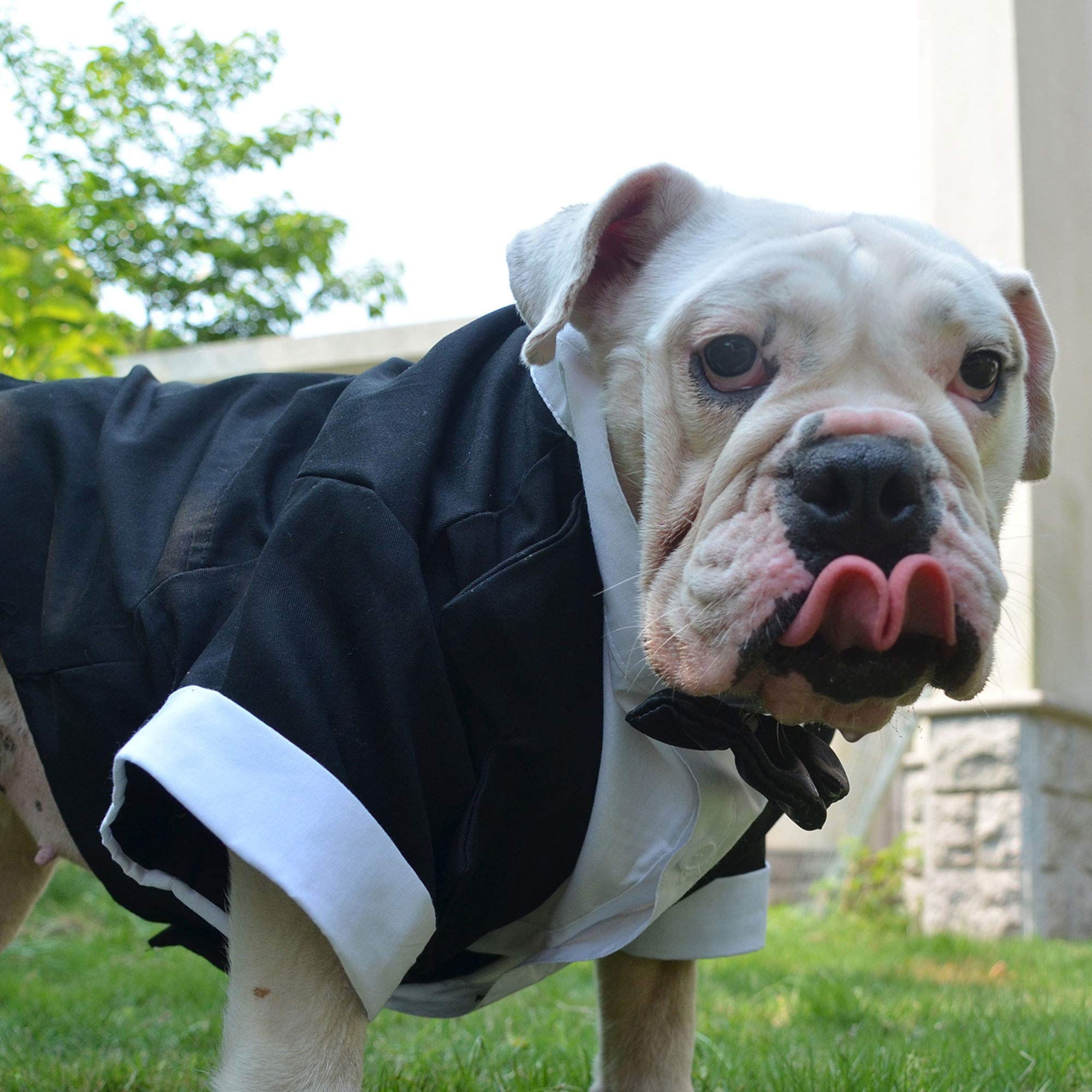 Lovelonglong Bulldog Tuxedo easy-on and off design for convenience