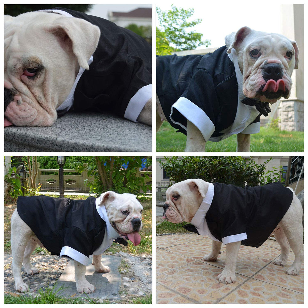 Lovelonglong Bulldog Tuxedo belly cut detail for comfort