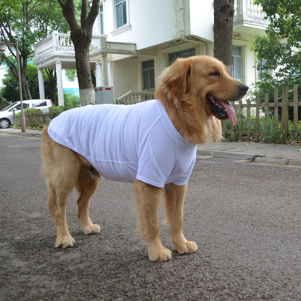 Lovelonglong dog model wearing white shirt for casual everyday look.