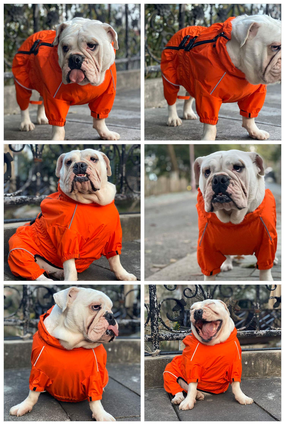 Lovelonglong dogs waterproof jacket worn during a casual walk in light rain.