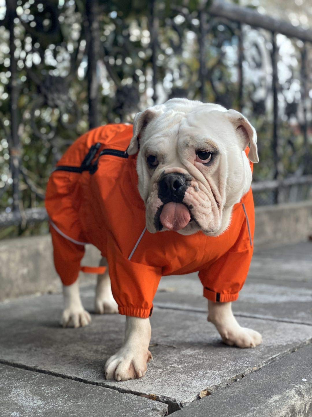 Lovelonglong dogs waterproof jacket orange color highlights high visibility outdoors.