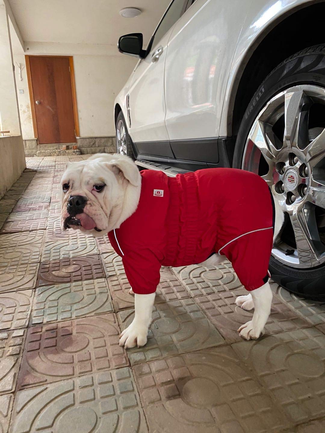 Lovelonglong dog waterproof jacket winter ready outerwear for cold windy days