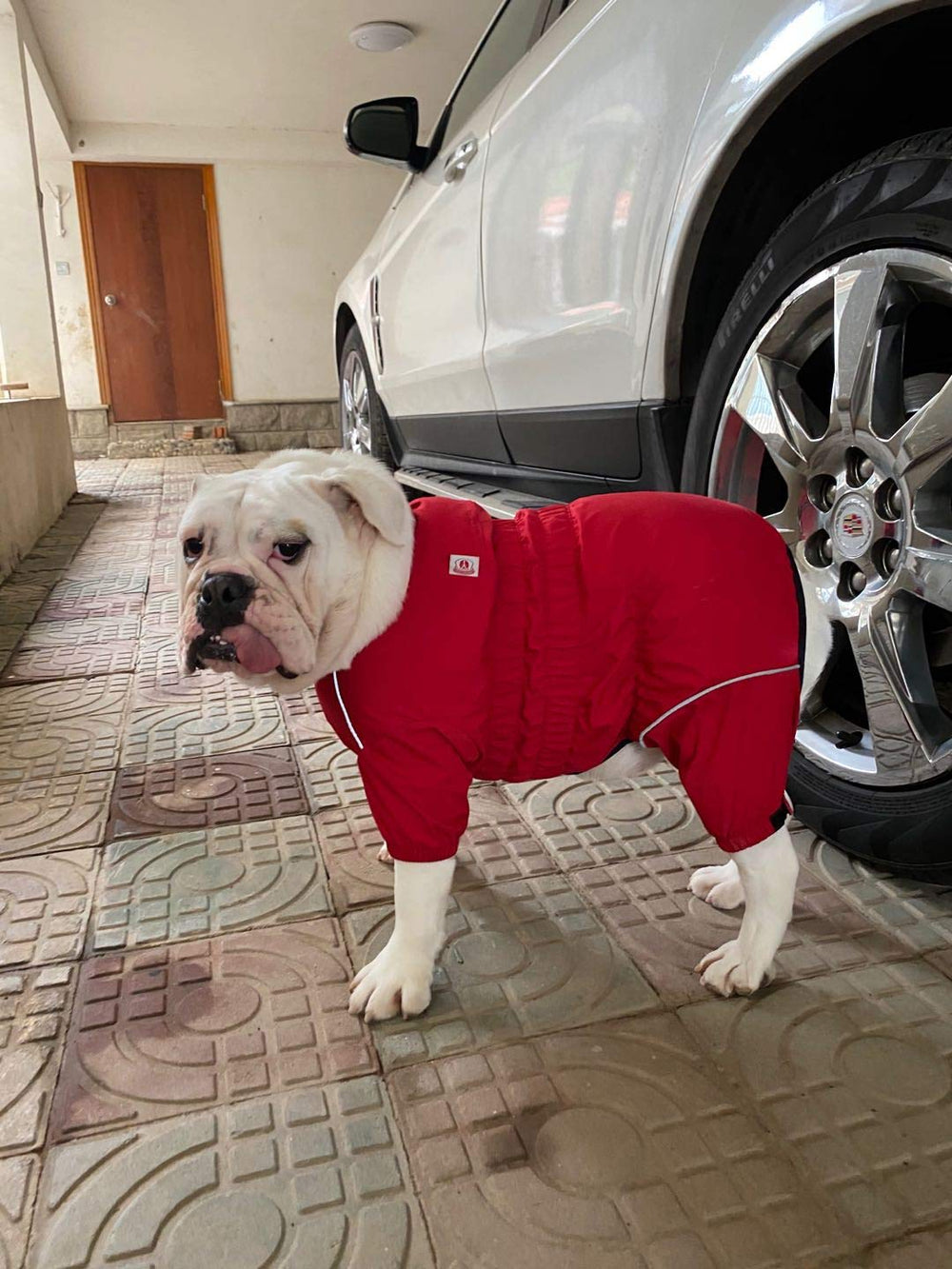 Lovelonglong dog waterproof jacket winter ready outerwear for cold windy days