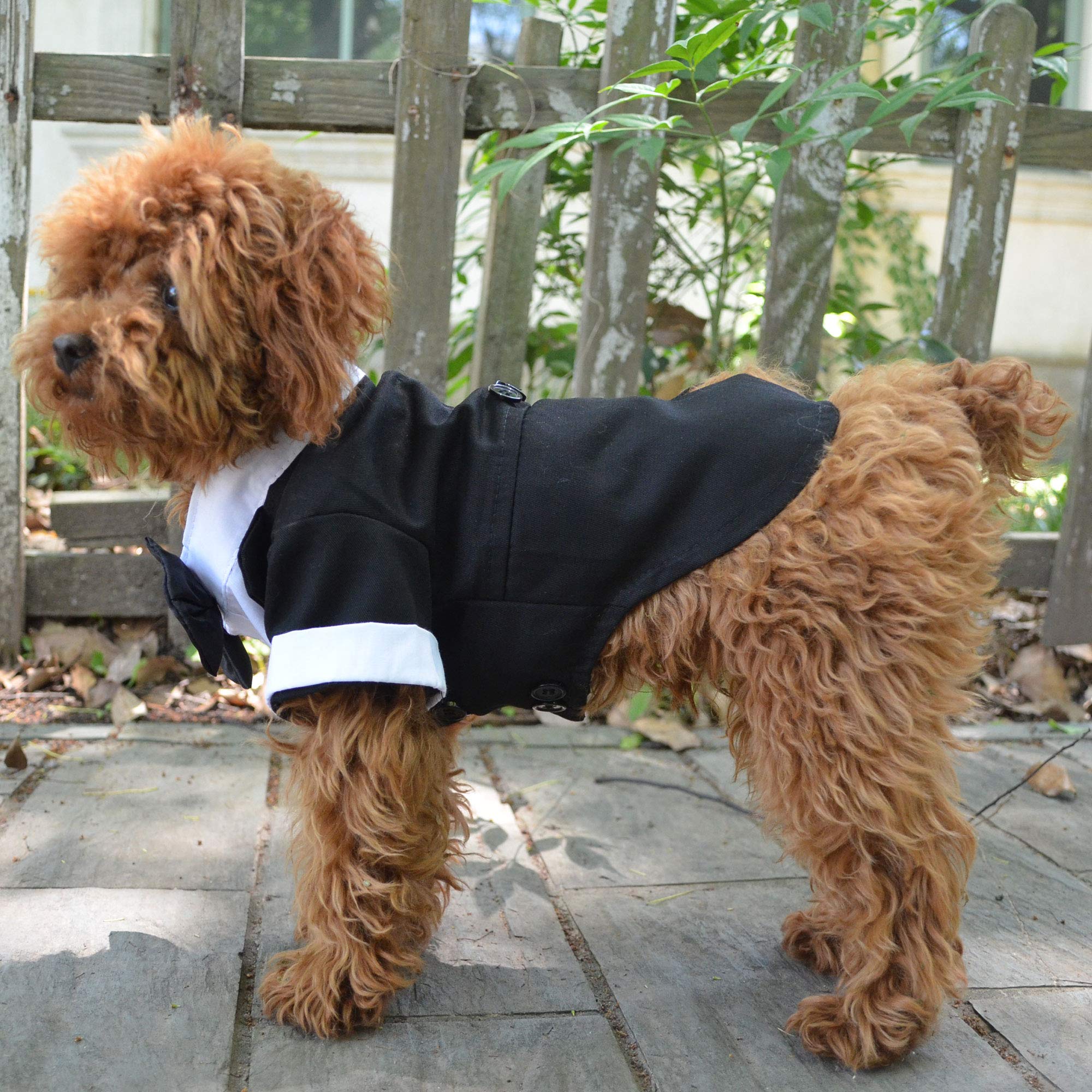 Lovelonglong dog in tuxedo posing for a refined appearance