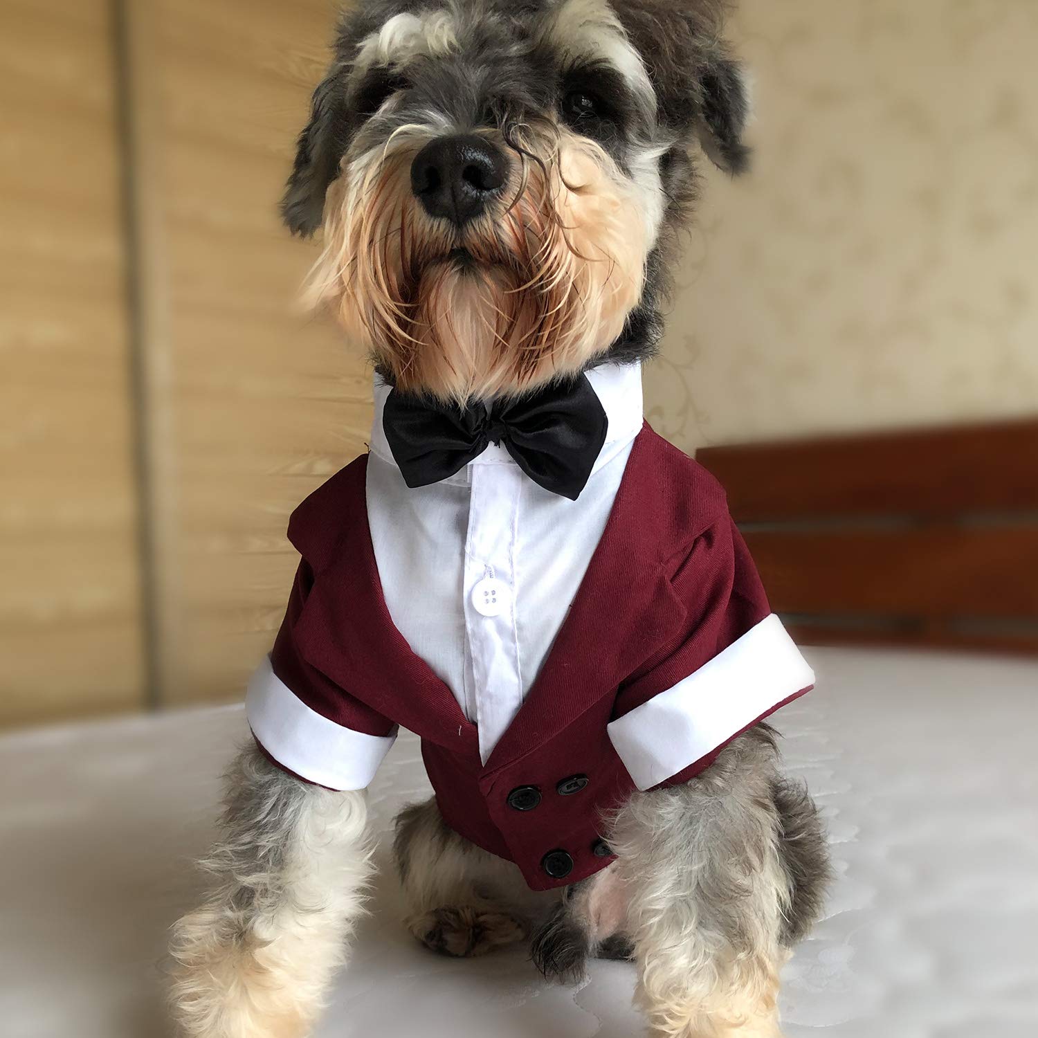 Lovelonglong pet tuxedo wearing dog demonstrates tailored fit and style.