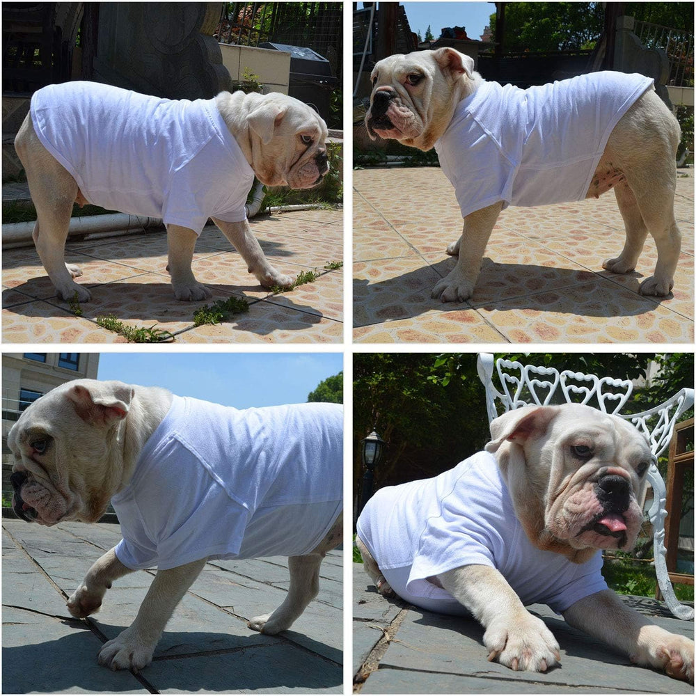 Lovelonglong white shirt keeps large dogs warm in cool weather.