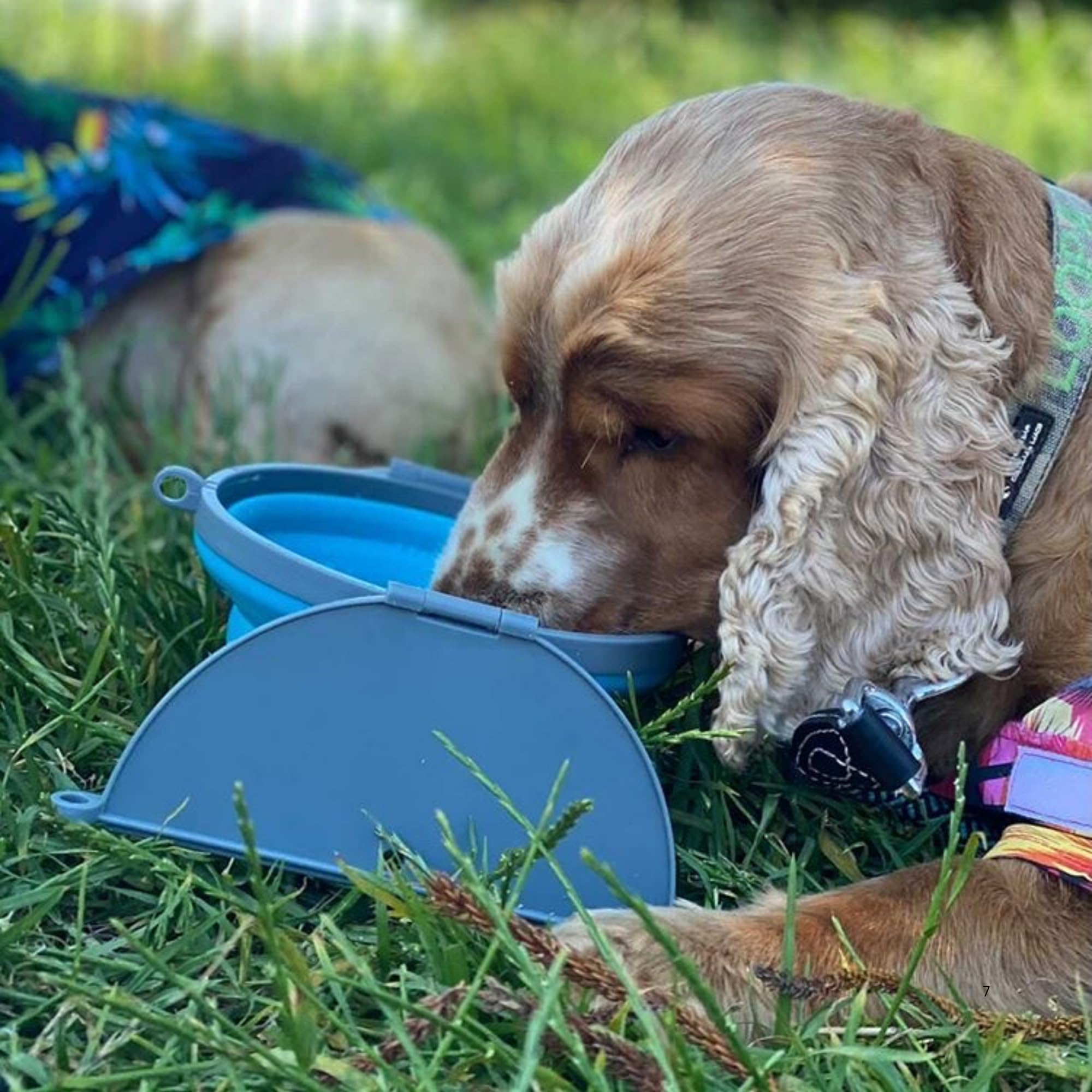 Loving Pets Bella Roma large-capacity bowl for water or food.