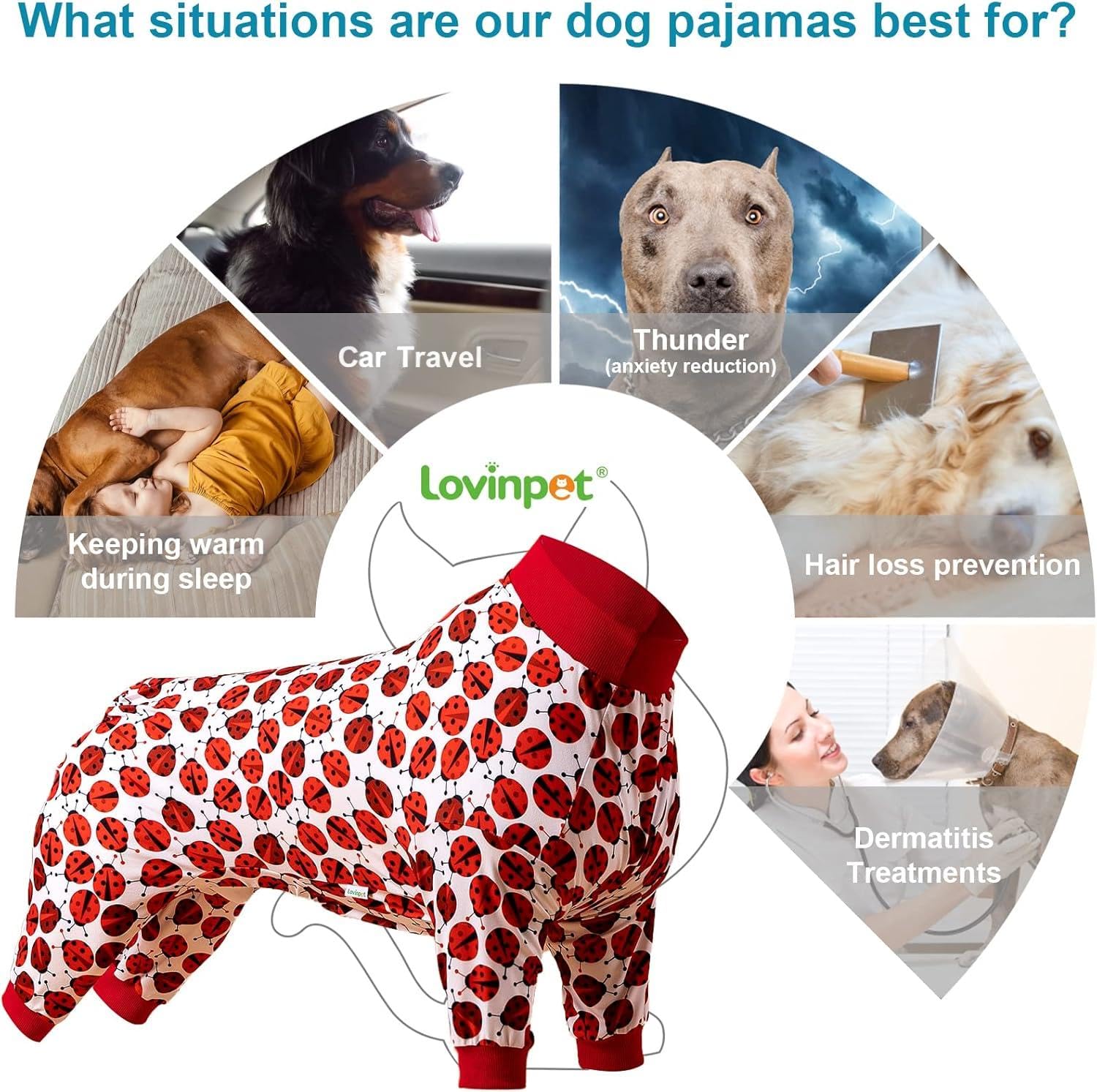 LovinPet crew-neck-red-ladybug-print showcases stylish comfort during lounging and photos