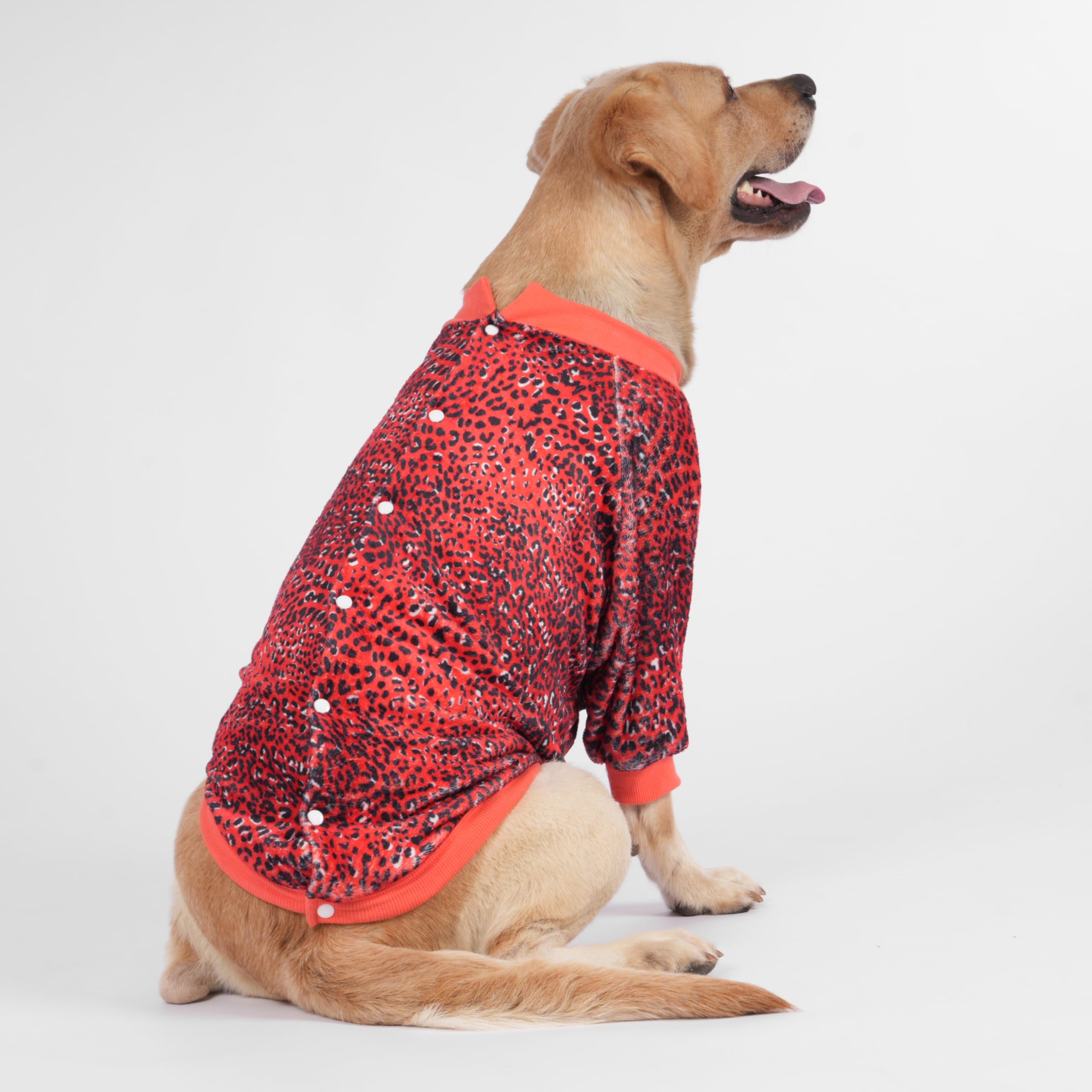 LovinPet Pitbull XL size demonstrates secure fit for large breeds.