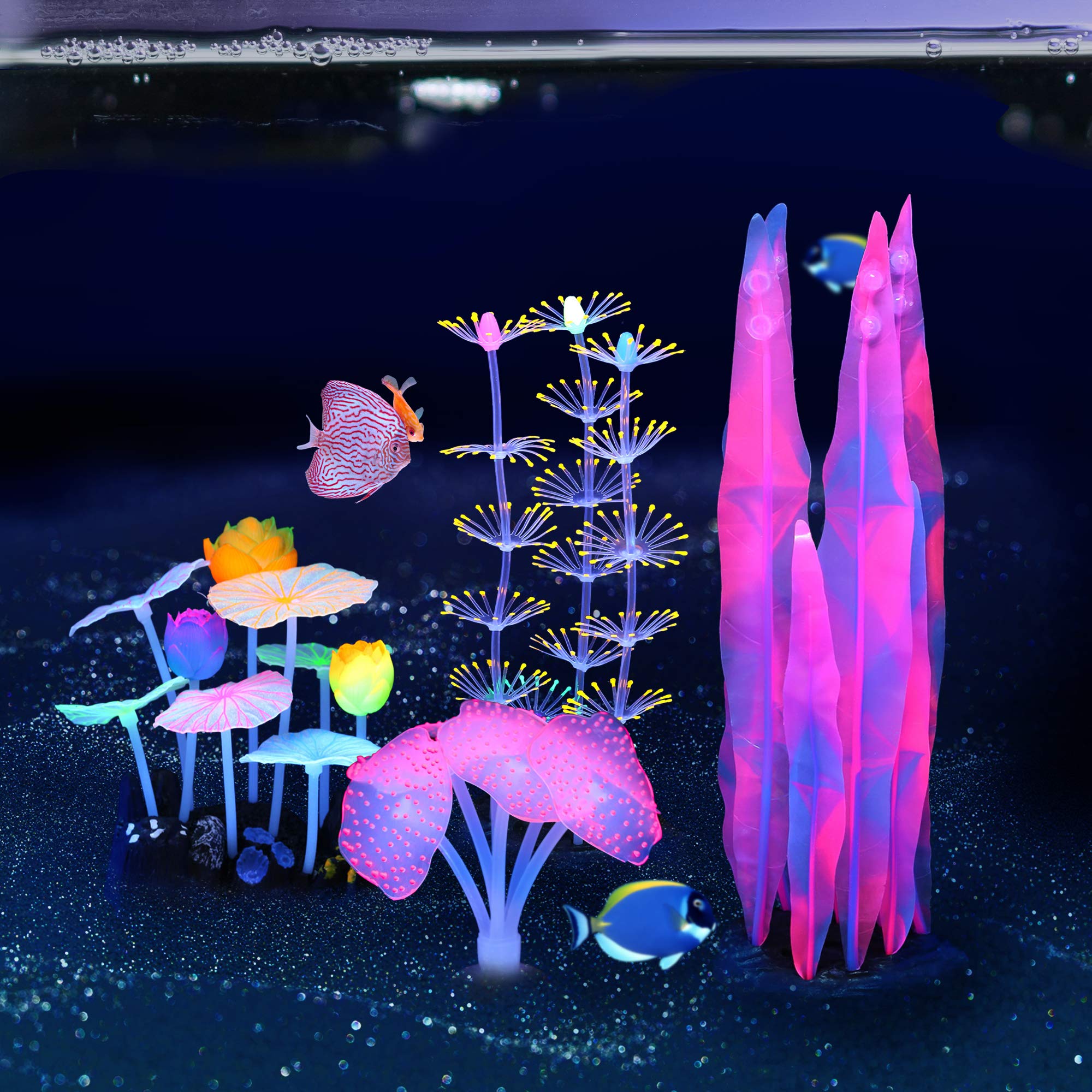 Lpraer in-tank setup demonstrates easy placement and stable display