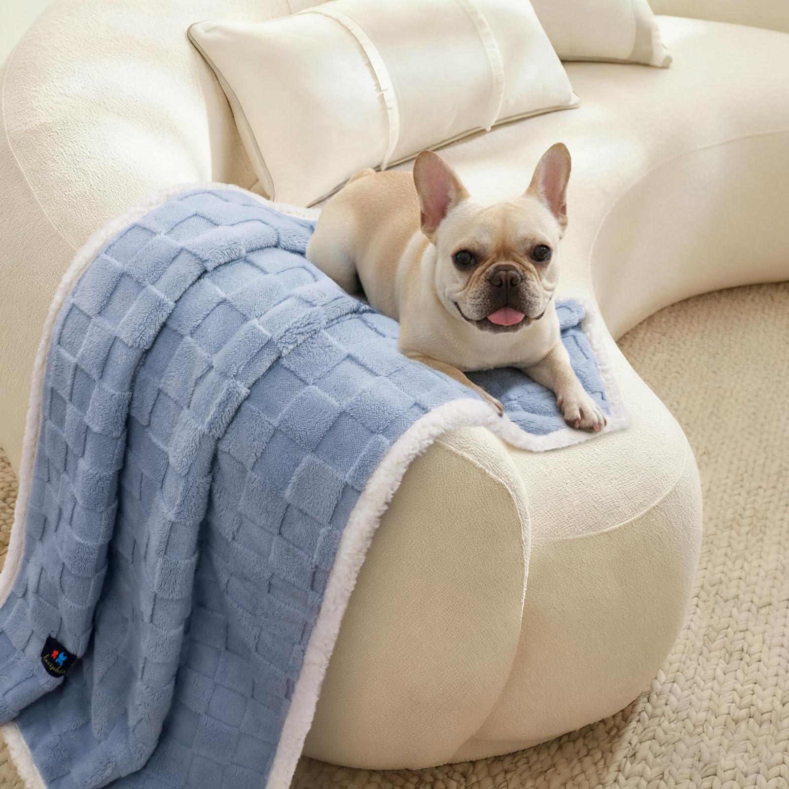 Luciphia-medium-size-dog-blanket fits cats and small dogs for shared warmth.