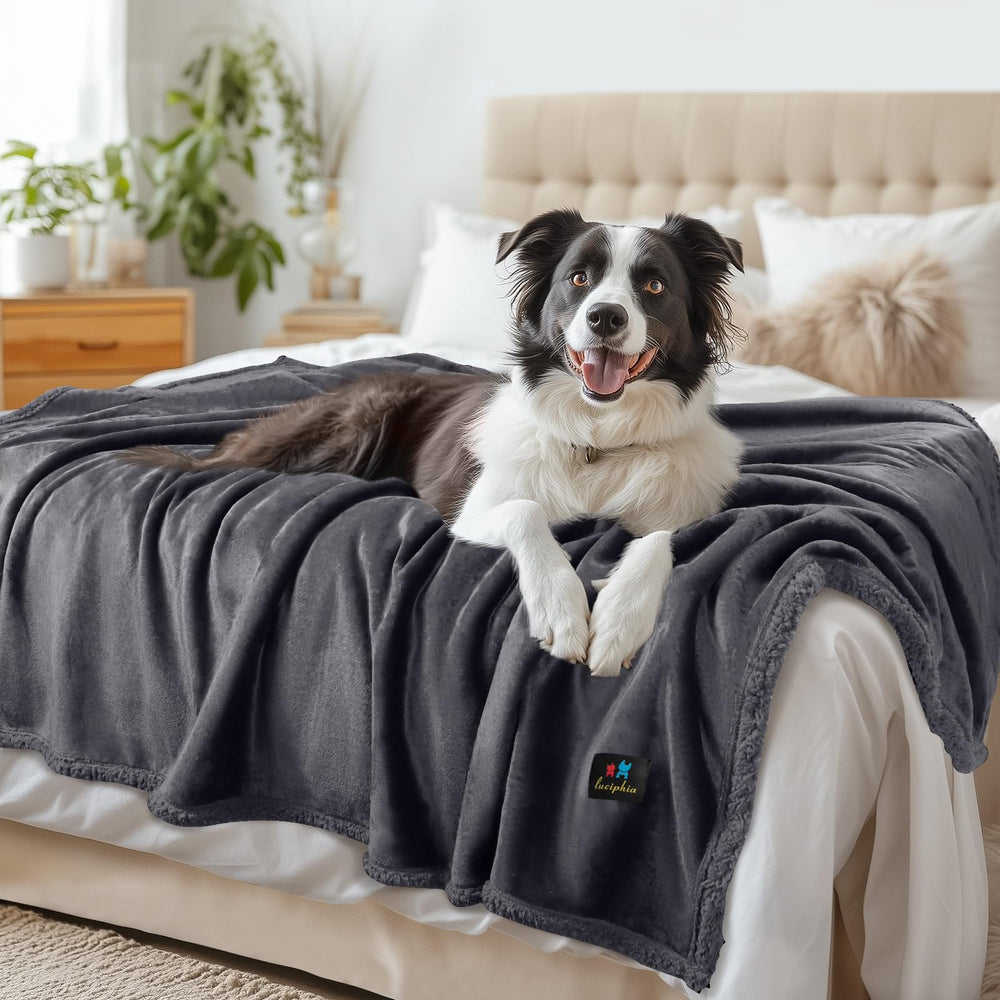 Luciphia waterproof pet blanket on sofa protects against spills and accidents