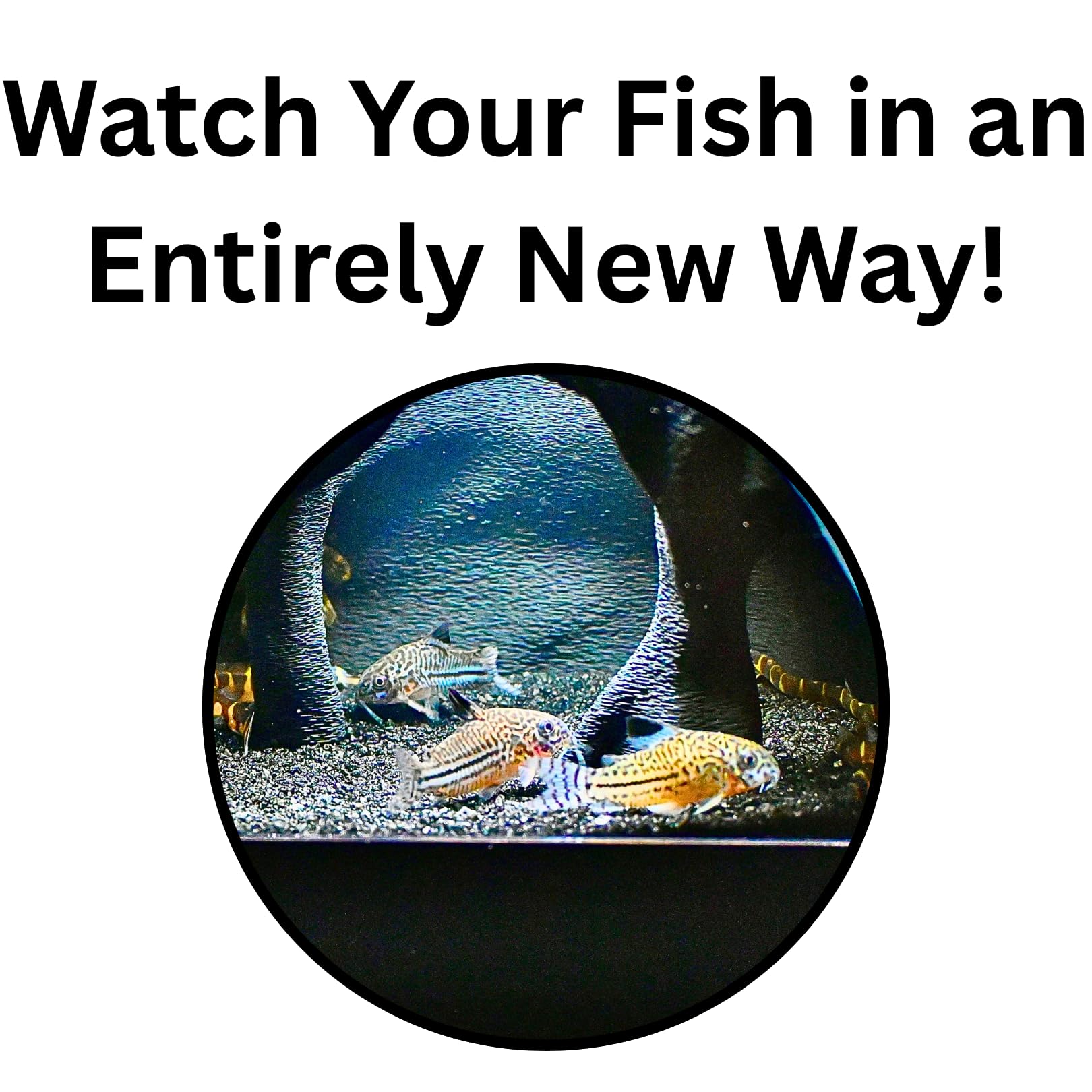 Lucky Critter Aquarium Underground Cave installation step showing easy setup against glass.