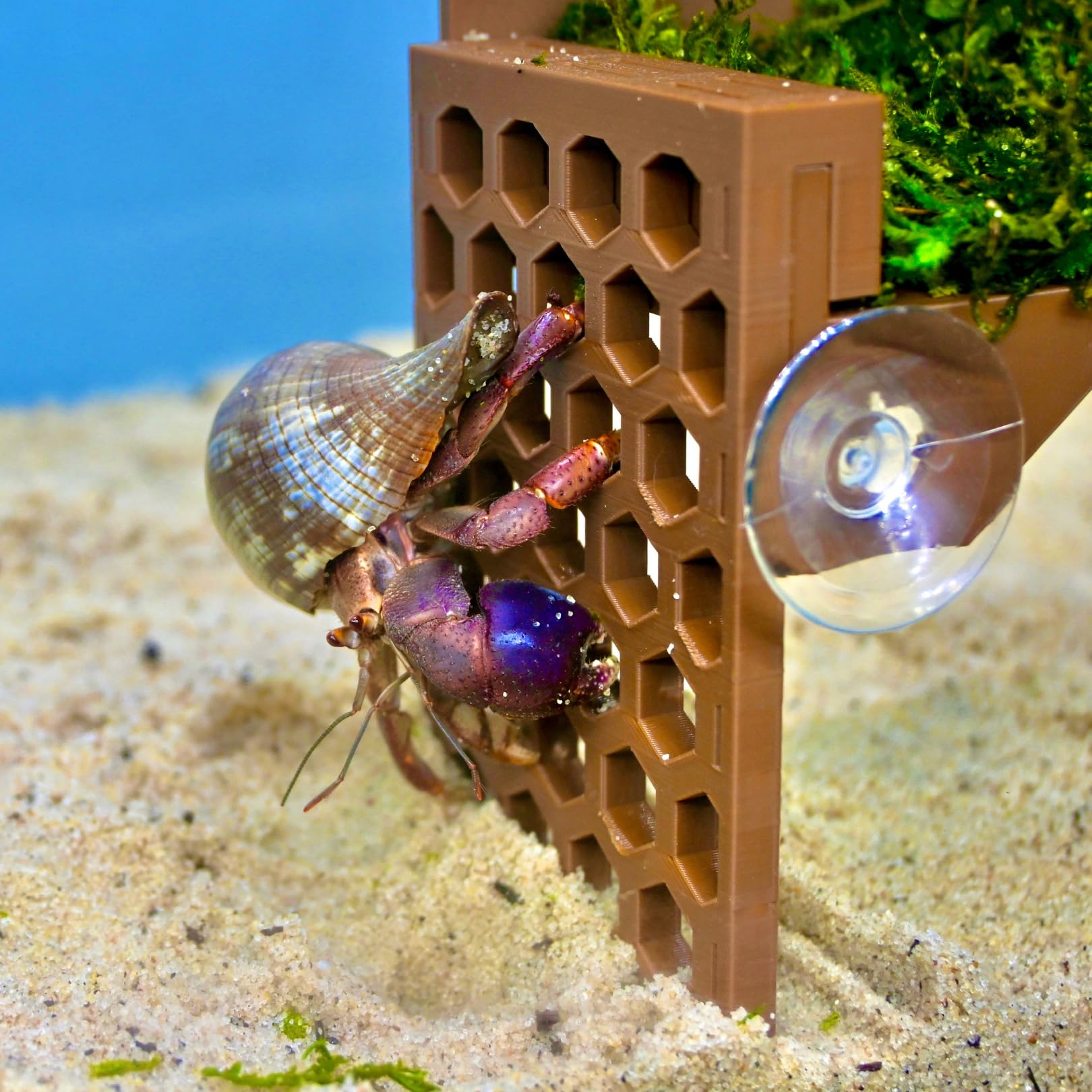 Lucky Critter hermit-crab-safe-plastic-closeup highlights durable materials.