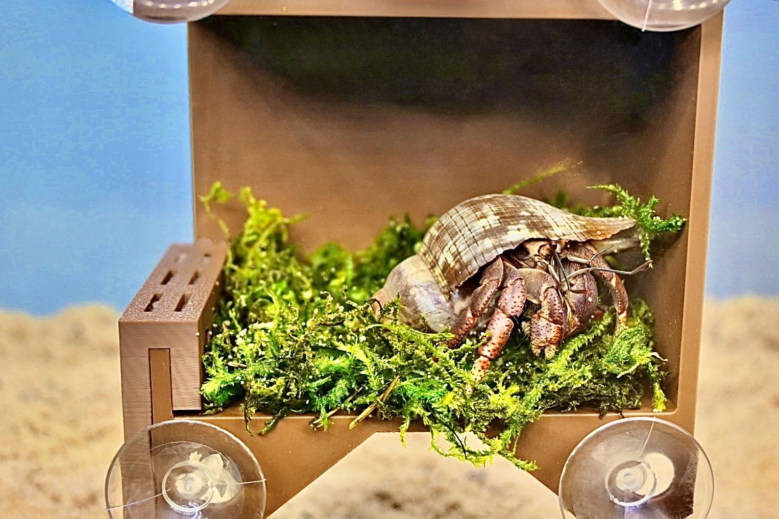 Lucky Critter hermit-crab-suction-cups-in-use shows secure wall mounting for enrichment.