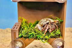 Lucky Critter hermit-crab-suction-cups-in-use shows secure wall mounting for enrichment.