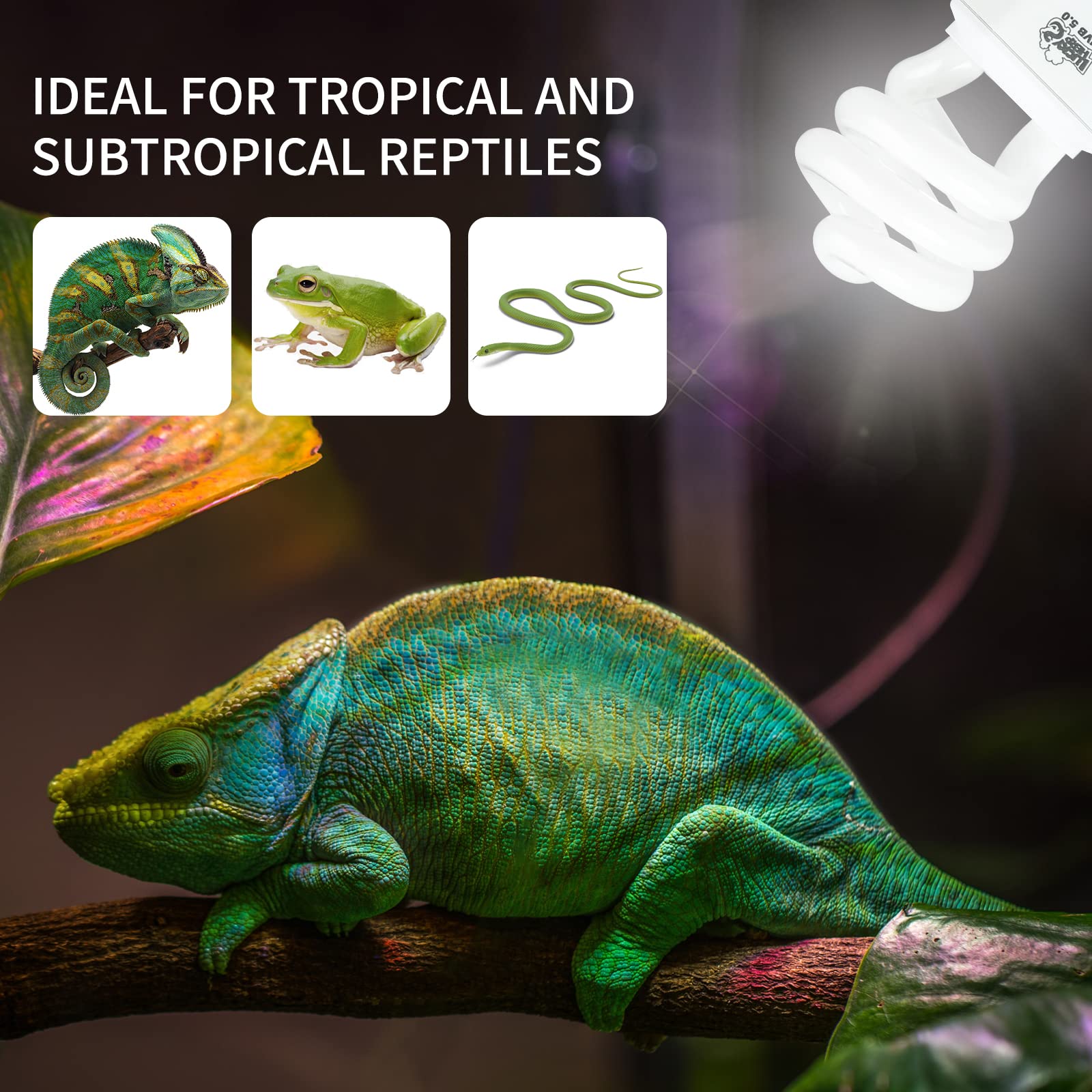 LUCKY HERP chameleon-basking-scene shows UVB exposure for natural behavior