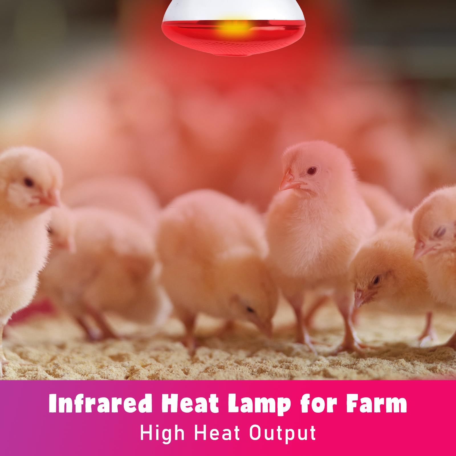 LUCKY HERP heat lamp used in brooder with chicks for cozy warmth