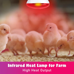 LUCKY HERP heat lamp used in brooder with chicks for cozy warmth