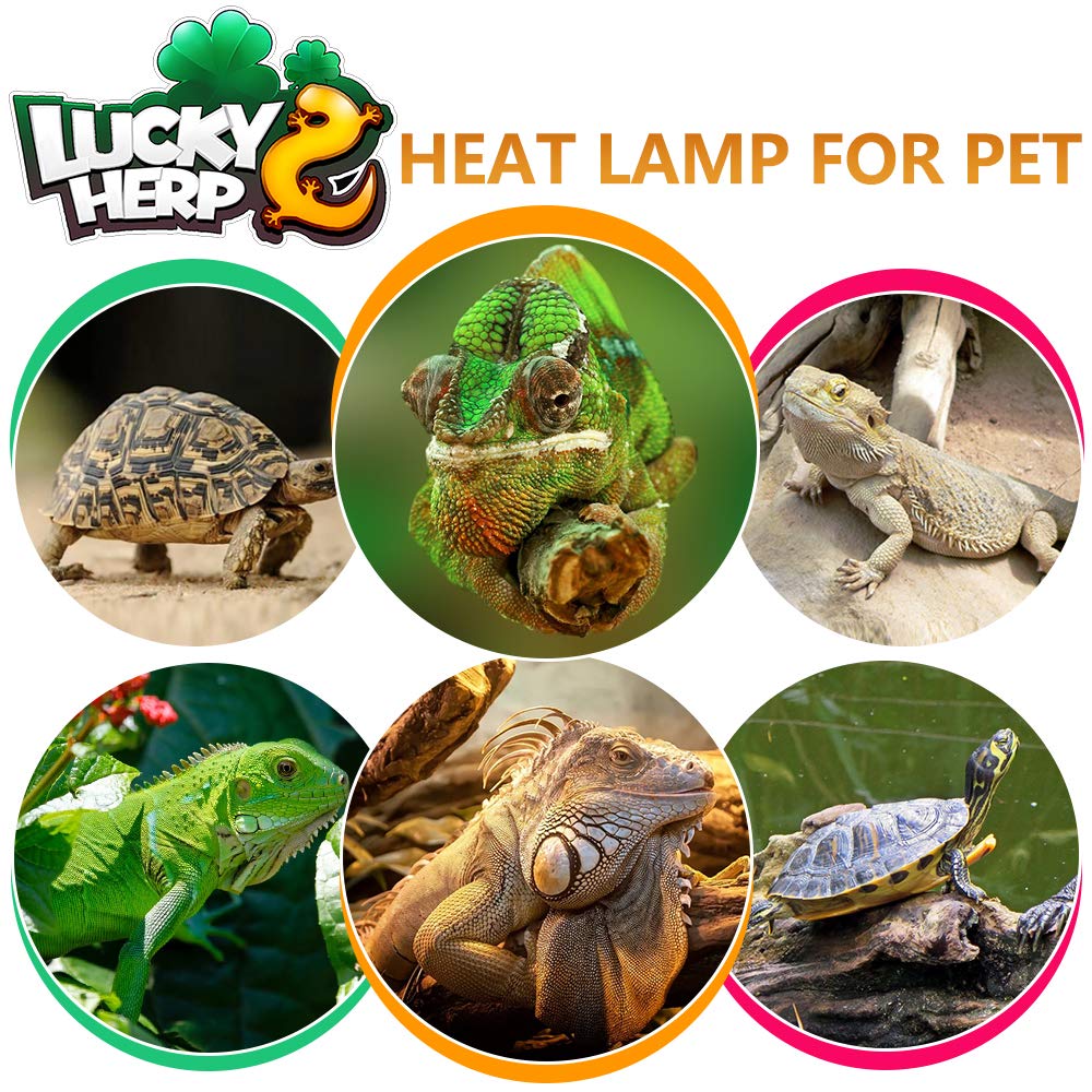 Lucky Herp terrarium ambient light improves visibility and daytime activity.