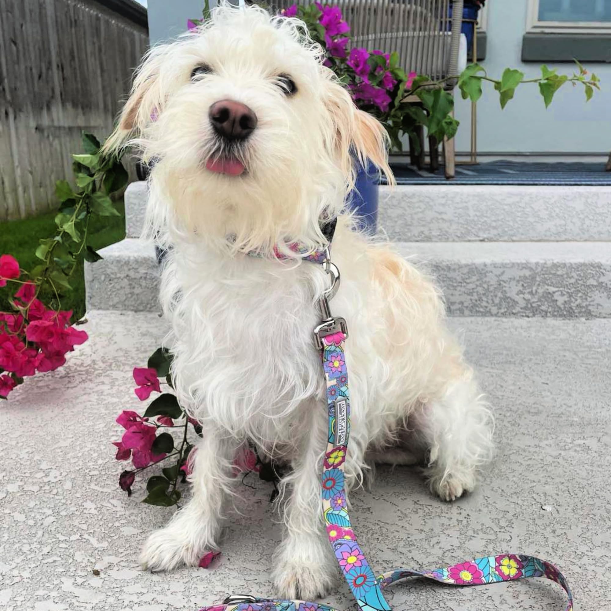 Lucky Love Dog collar size options ensure a good fit across breeds