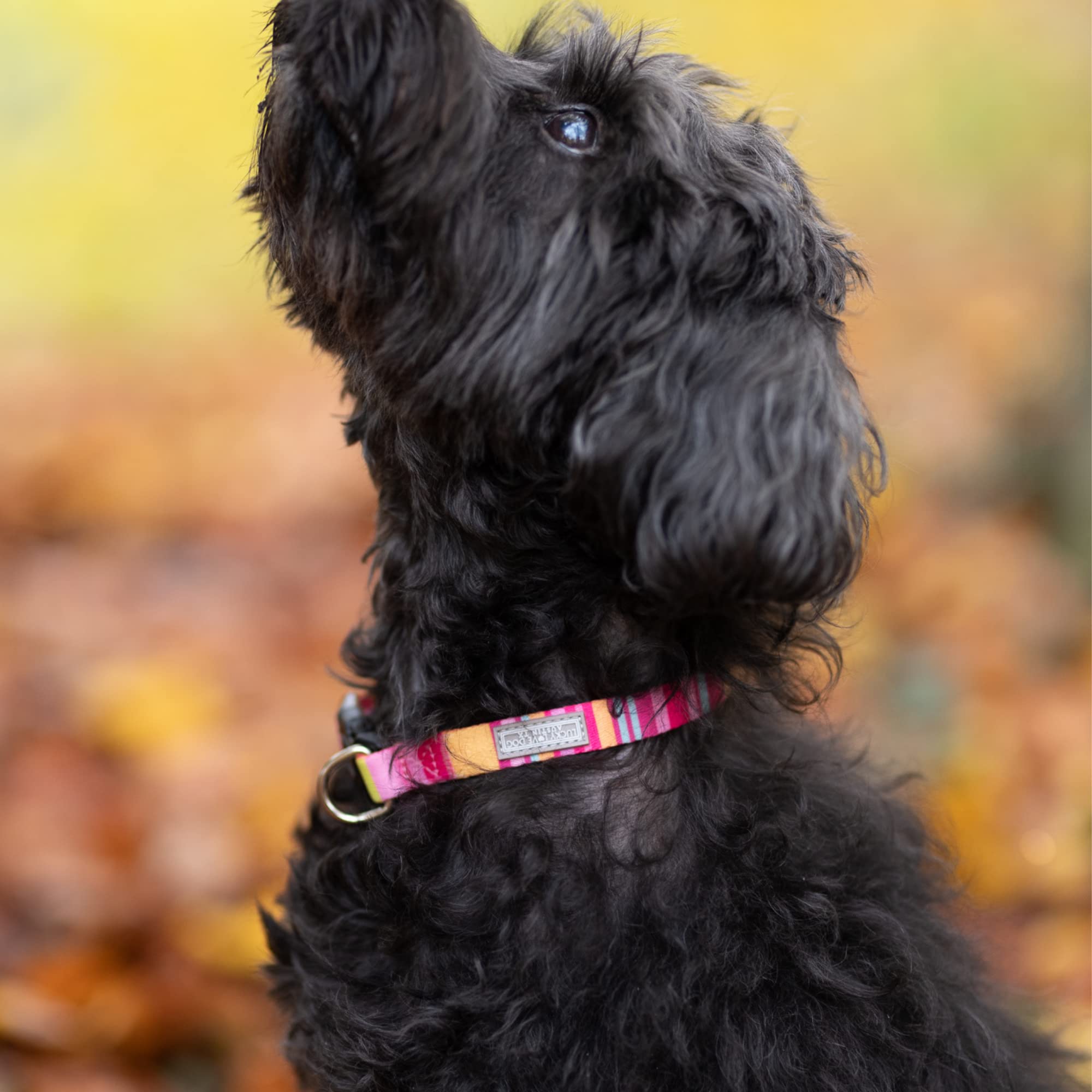 Lucky Love Dog easy-click buckle—quick secure closure for active dogs during outings.