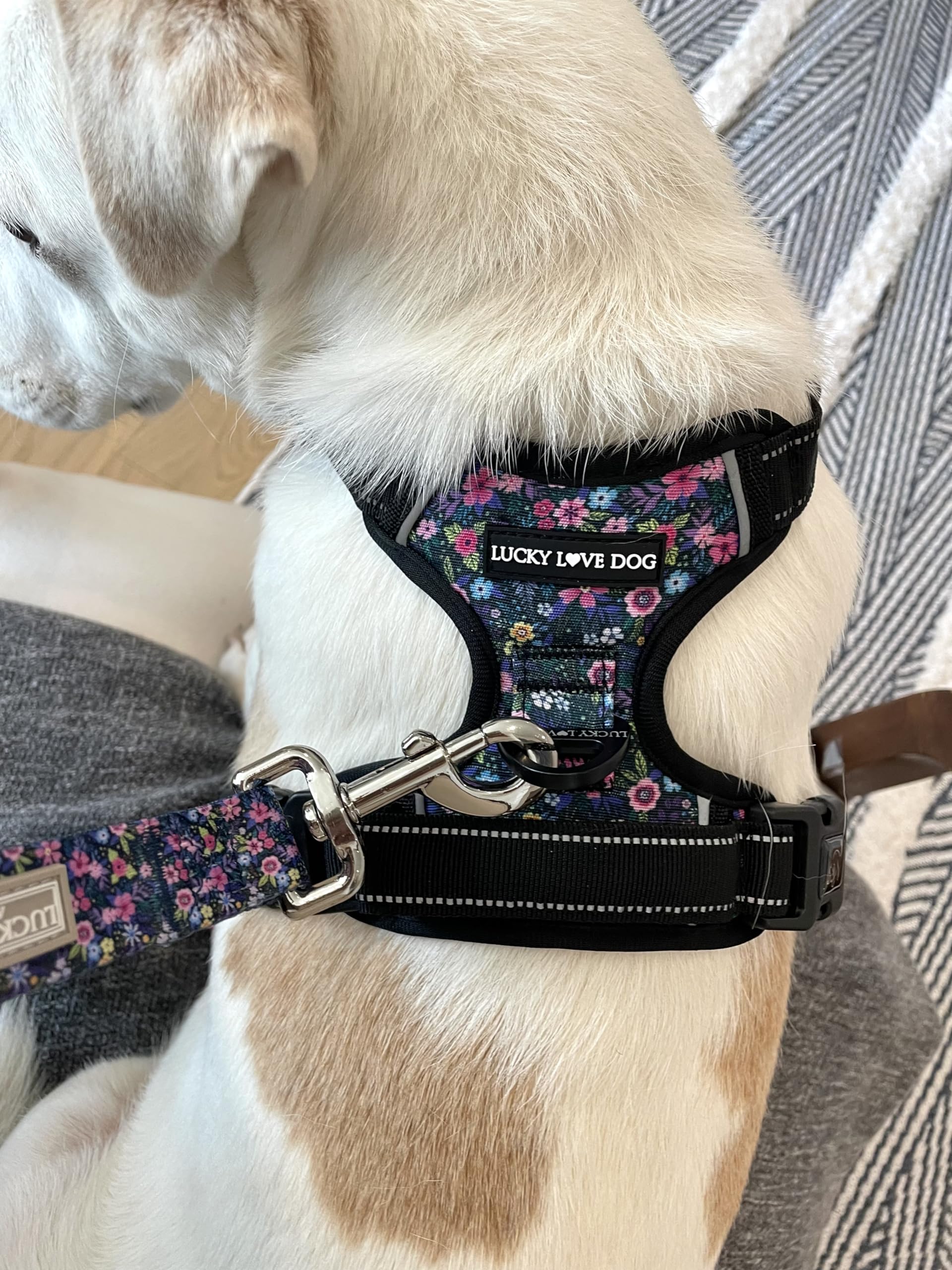 Lucky Love Dog Easy Walker reflective-tape aids visibility on night walks