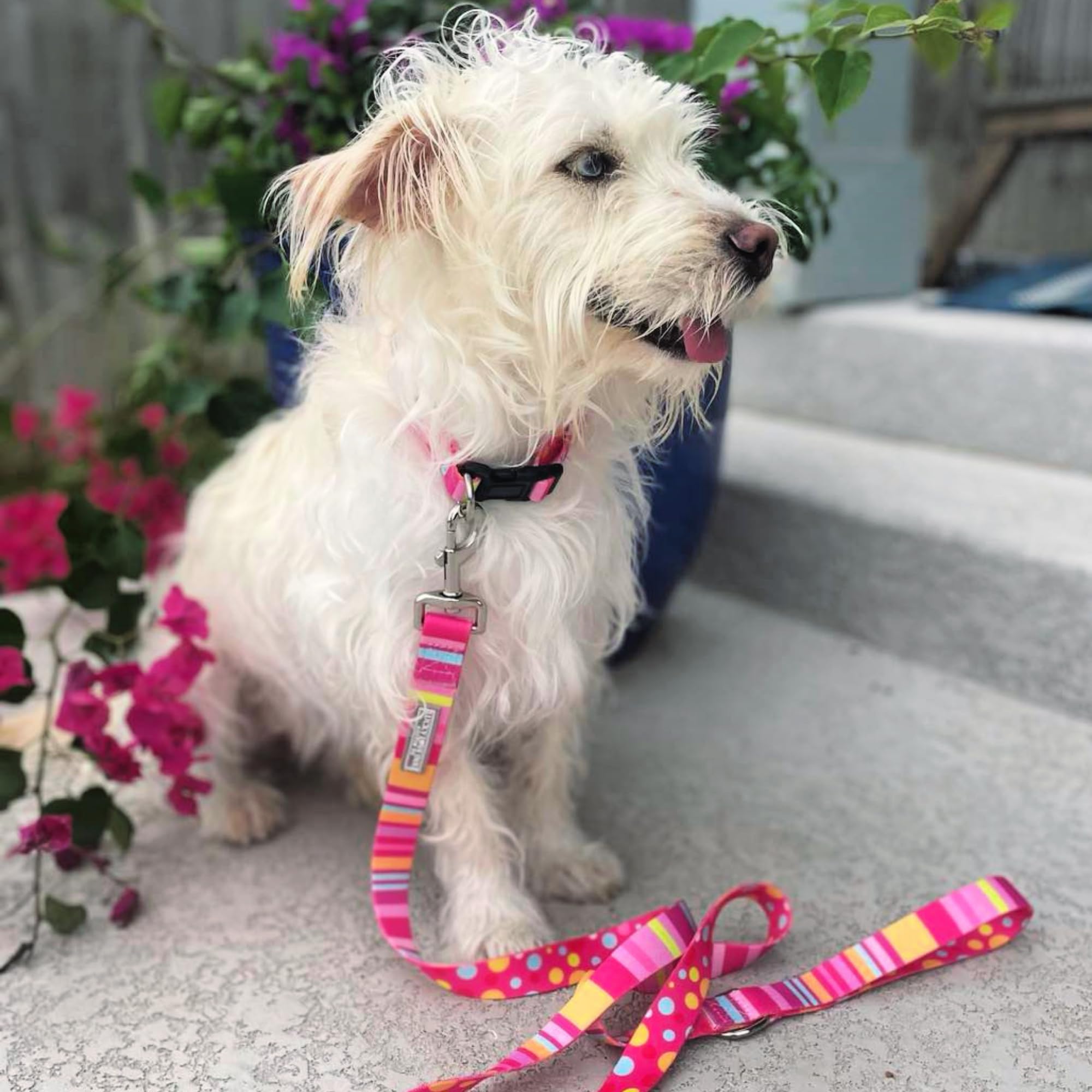 Lucky Love Dog matching leash 5 feet—coordinated walks with a comfortable hand loop.
